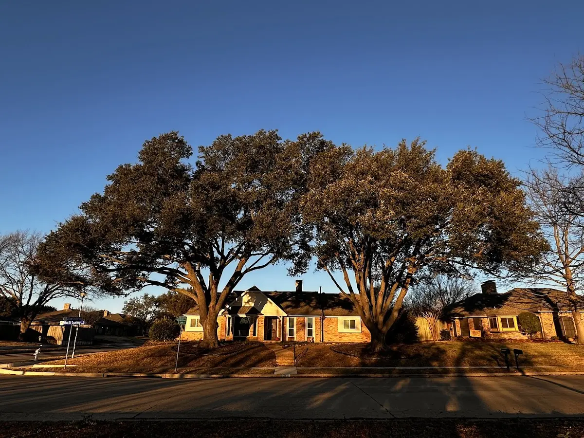 Established residential canopy tree shading a home in Madisonville